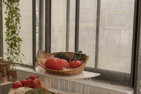 Légumes de saison dans les serres : potimarrons, potirons, courges