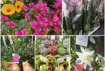 Photos de plusieurs plantes en vente