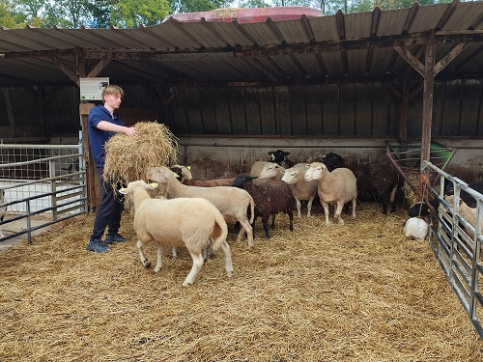 Jeune qui donne du foin aux moutons