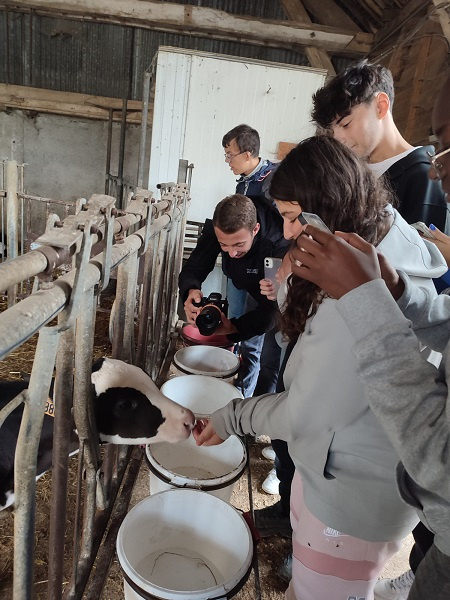 Jeunes auprès d'un veau