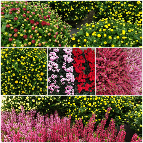 Chrysanthèmes, bruyères et cyclamens