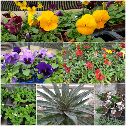 Plantes présentes dans l'espace de vente