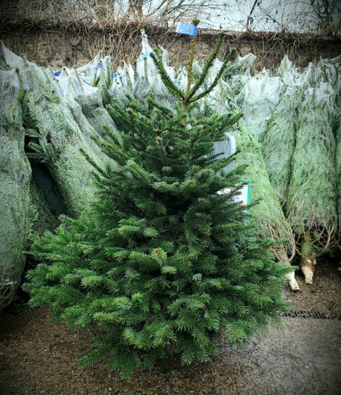 Sapin exposé devant l'espace de vente du jardin-école 