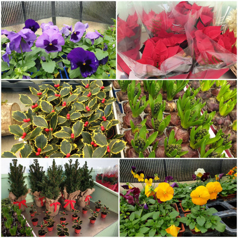 Fleurs en vente dans la boutique - poinsettias - pensées - jacinthes