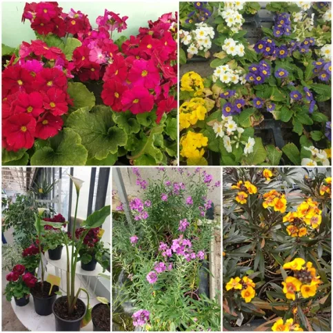 Fleurs espace de vente campus st Philippe