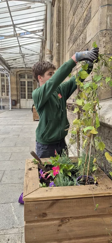un élève installe une plante sur son treillis