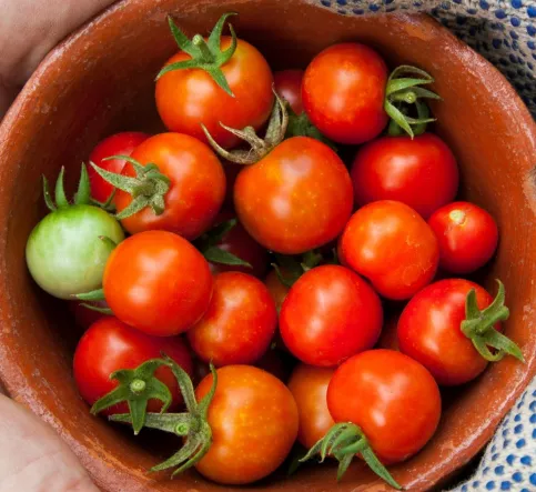 tomates