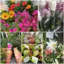 Photos de plusieurs plantes en vente