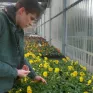 Un jeune en train de travailler les plantes dans les serres 