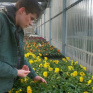 Un jeune en train de travailler les plantes dans les serres 